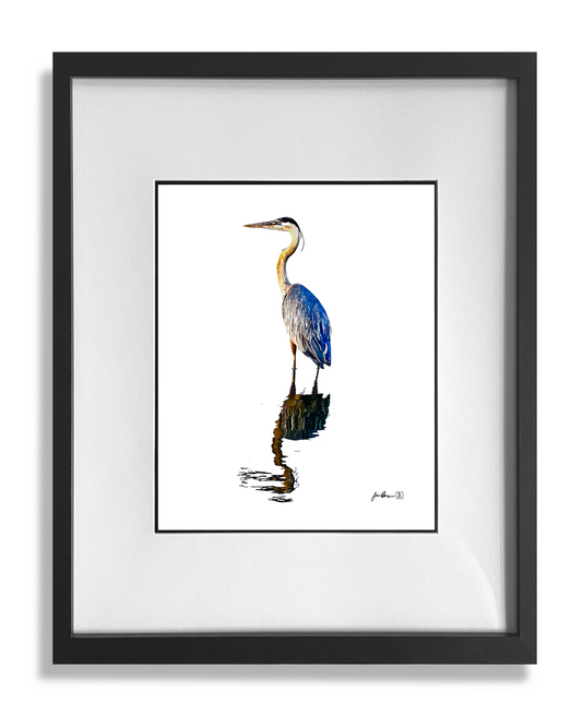 Blue Heron print framed and matted